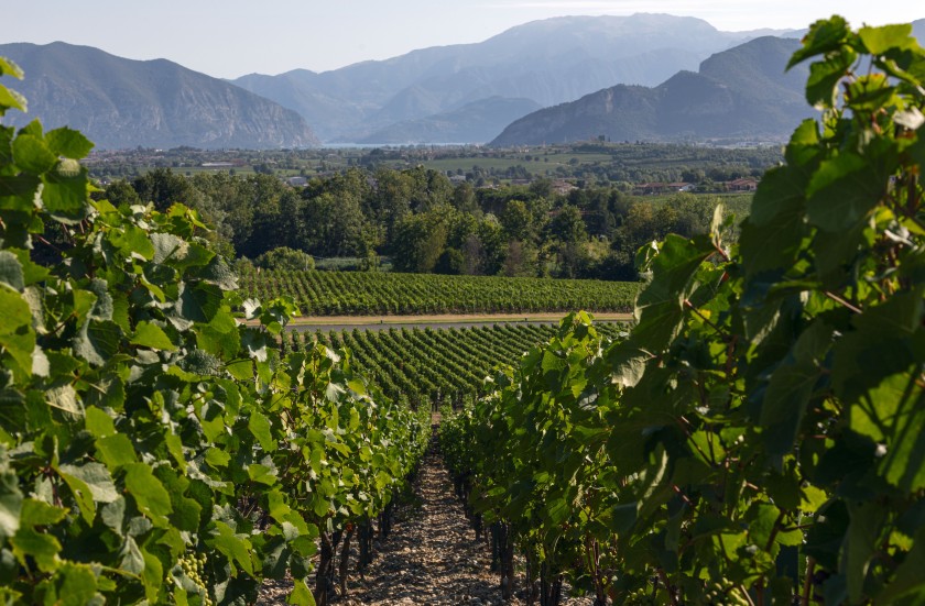 Visita esclusiva per 2 persone alla Cantina Ca' del Bosco