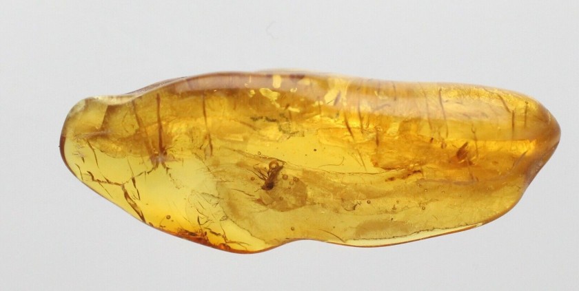 Baltic Amber Sample with Fossils