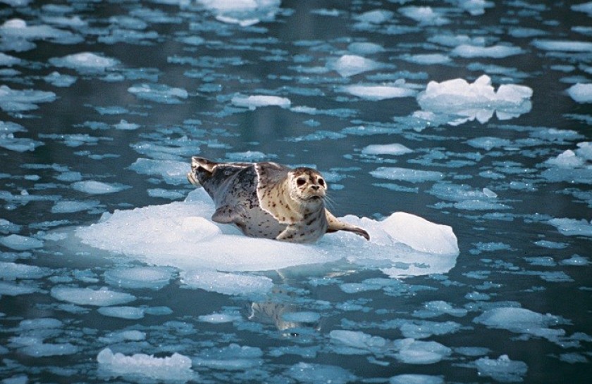 Crociera di sette notti in Alaska: fiordi e villaggi di pescatori con Royal Caribbean, cabina con veranda per due persone