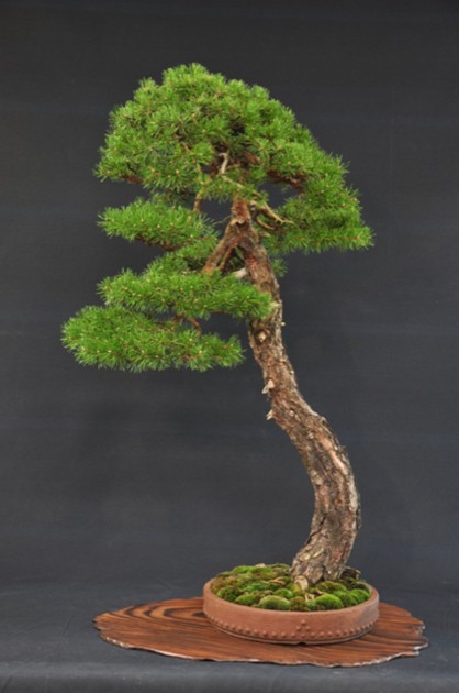 Bonsai Pino silvestre con Vaso