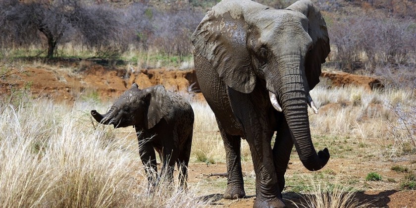 Reduce Elephant-Human Conflict