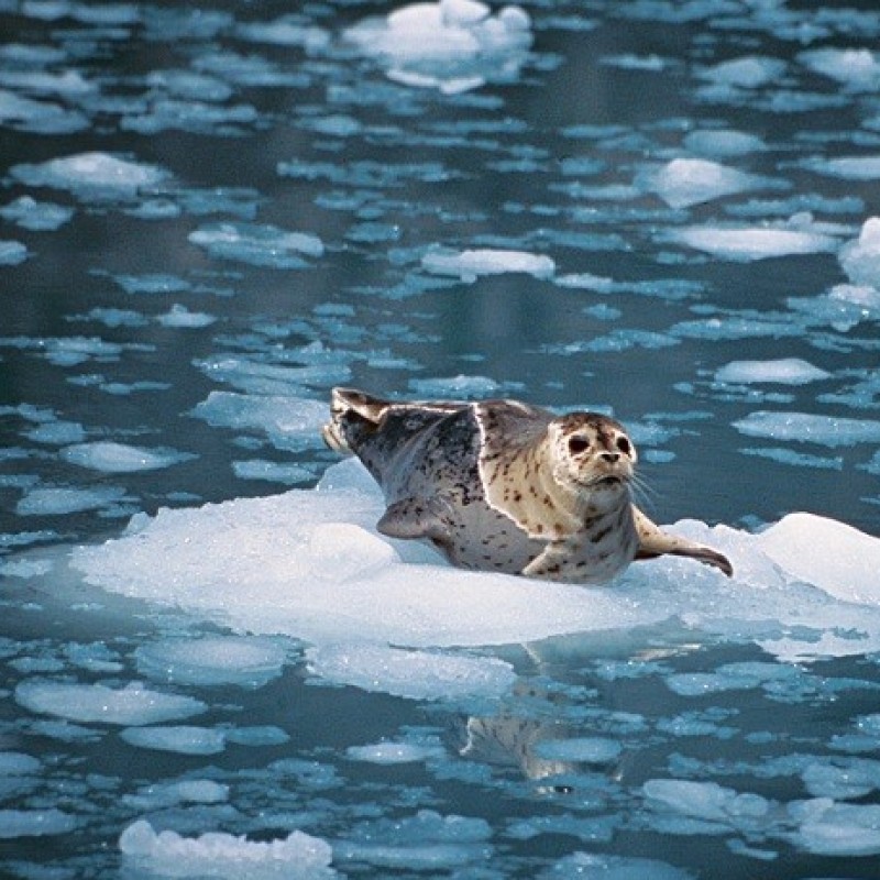 Seven-Night Alaska Cruise: Fjords & Fishing Towns with Royal Caribbean, Veranda Stateroom for Two