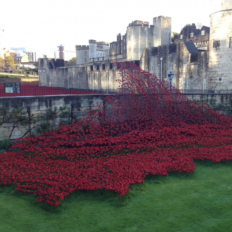 Blood Swept Lands and Seas of Red poppy in a bespoke display box