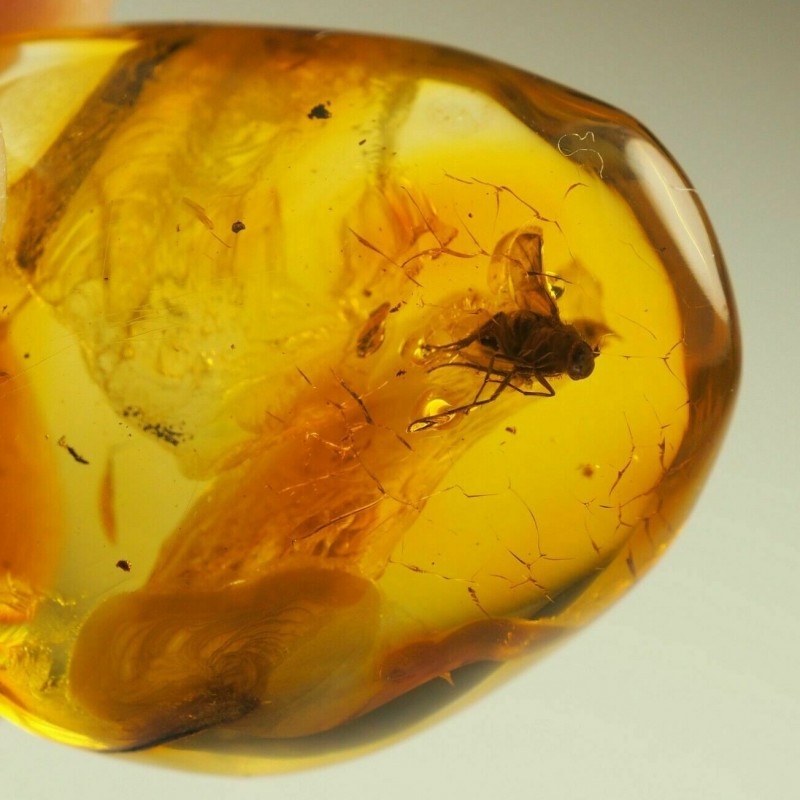 Baltic Amber Sample with Fossil