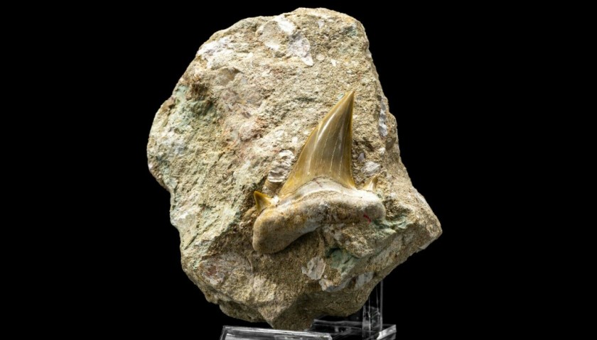 Otodus Shark Fossil Tooth from Morocco