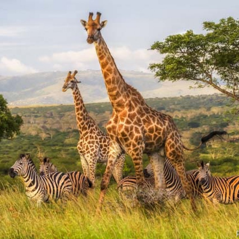 Safari di 6 notti in Africa per 2 persone