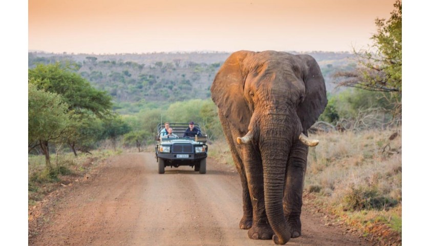 6 Night Stay at a Luxury Safari Lodge with 6 Game Drives in South Africa