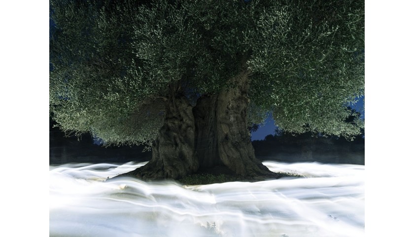 "Olive tree and light #2" - Photograph by Ugo Ricciardi