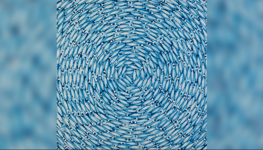 "Anchovies from a ball" by Gianni Maran