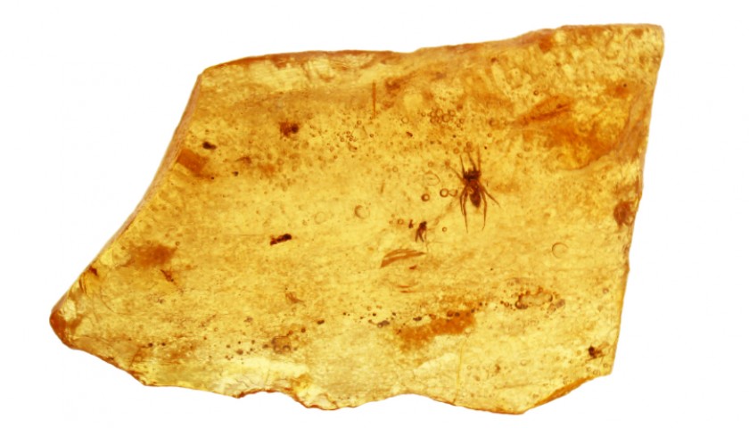 Baltic Amber Sample with Fossils