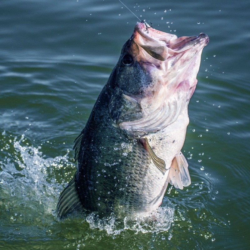 Florida Fishing Experience with Two Night Stay and Car Rental for Two