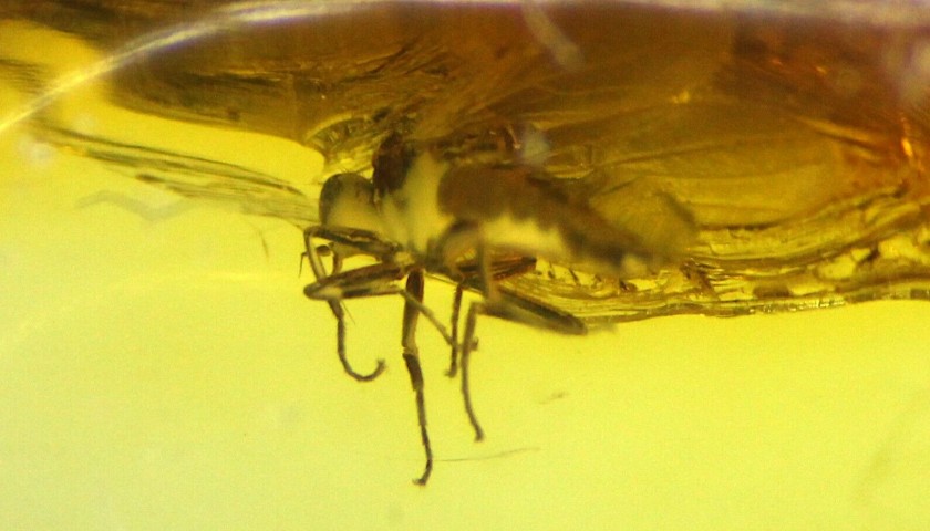 Baltic Amber Sample with Fossils