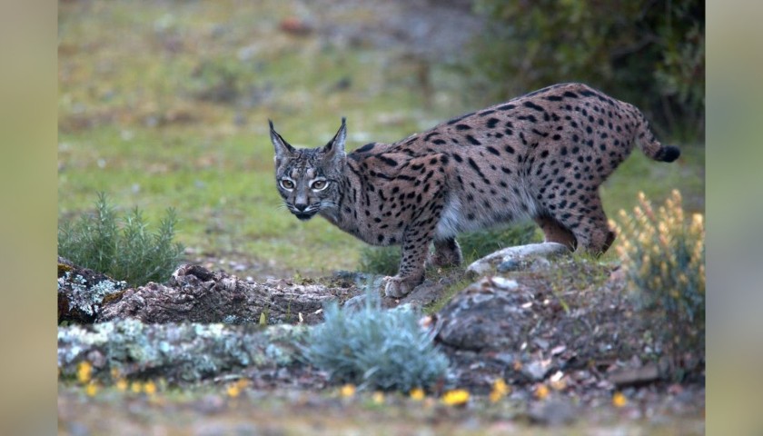 4-Night Iberian Lynx Experience for 2