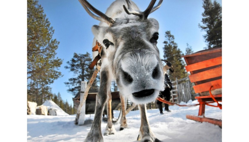 Lapland 3 Night Half Board Activities Stay In A Glass Cabin For Two With Snow Mobile Safari And Reindeer Sleigh Ride