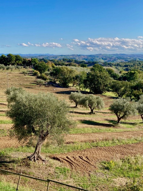 Six Bottles of Extra Virgin Olive Oil from Le Marche 