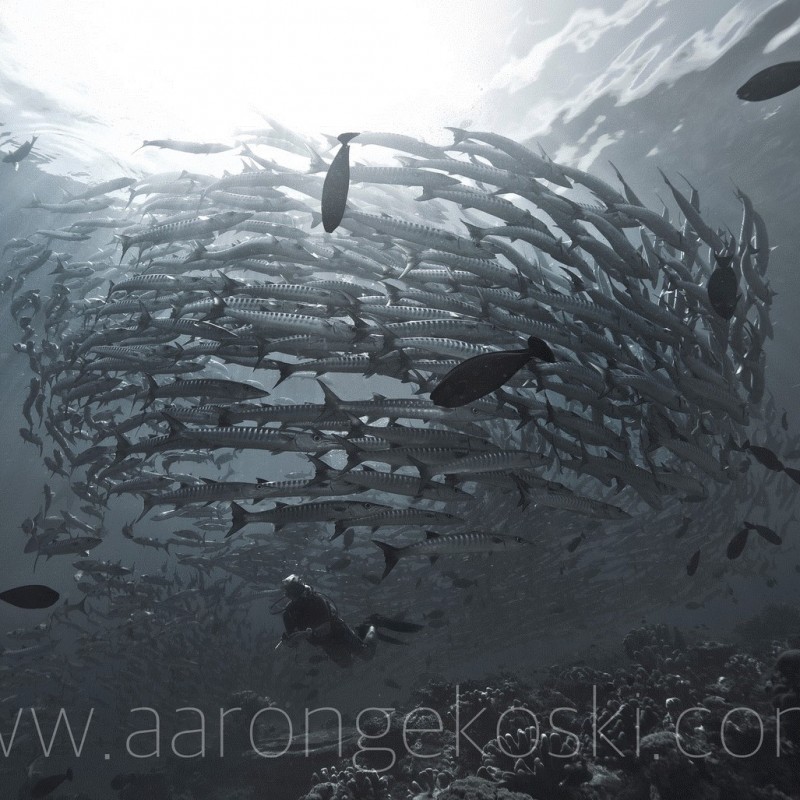 "Diver with Barracuda" Framed Print by Aaron “Bertie” Gekoski