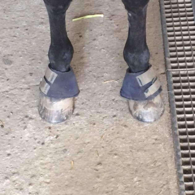 Overreaches worn by Varenne - the greatest trotter of all time