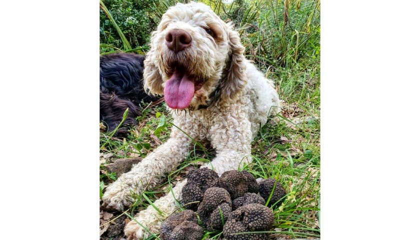 Truffles Hunting Experience near Rome for Two