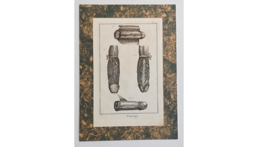 Male Anatomy - Original Xylograph from 1771