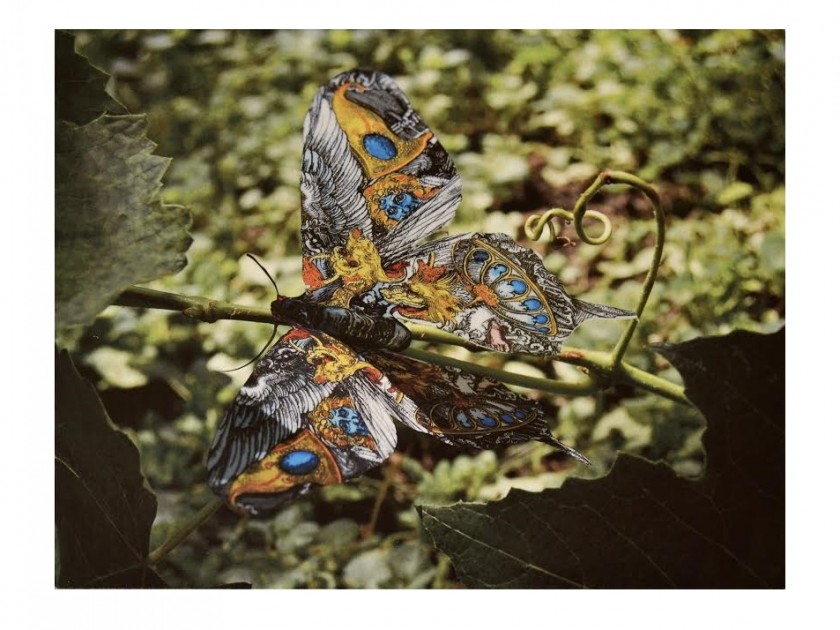 Christopher Tradowsky "Albertus Swallowtail (after Durer)" photograph on aluminium 28x35.5 cm