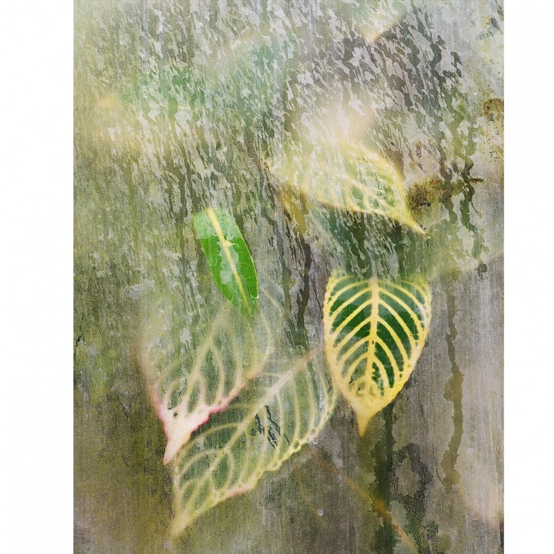 "Tropical Sights" by Caroline Gavazzi