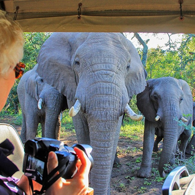 Avventurati in un safari di 4 giorni in Africa