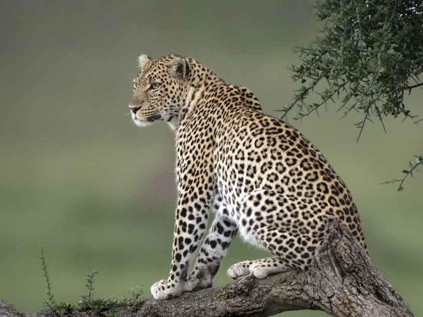 William H. Karp – Original African Safari Photograph (Leopard in Tree, Tanzania) – Signed Artist Proof (12 x 18 Inches)