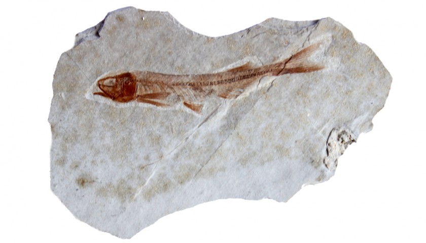 Jurassic Lycoptera Fish Fossil 