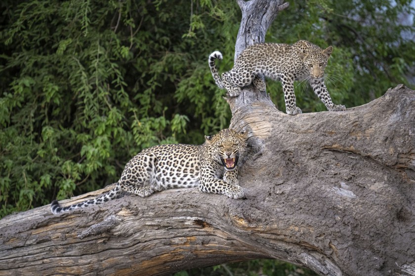 William H. Karp – Original African Safari Photograph (Leopard & Cub, Botswana) – Signed Artist Proof (12 x 18 Inches)