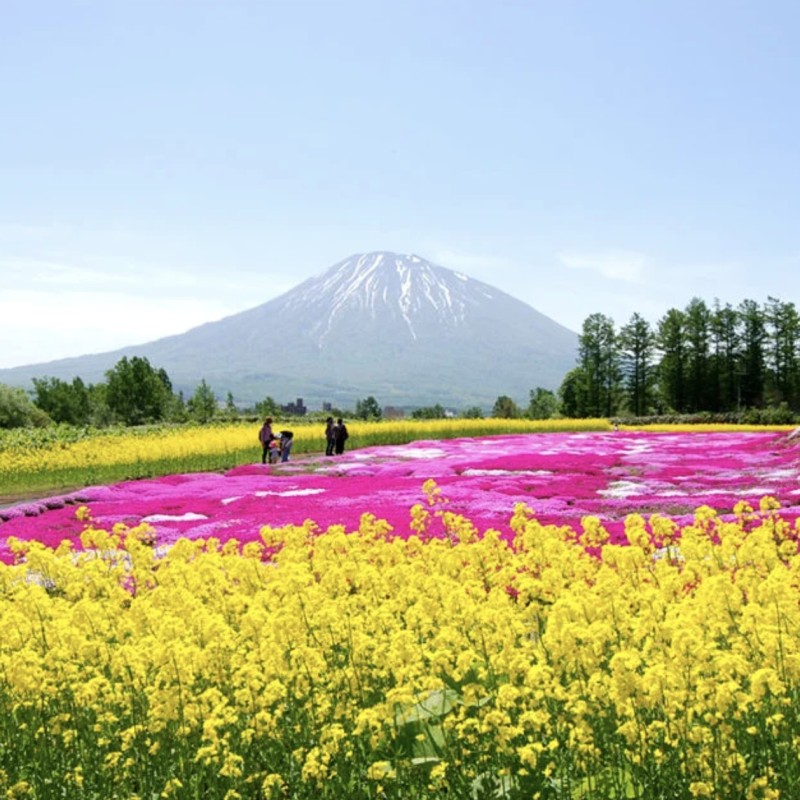 Four Night Stay In Niseko Vistas Japan For Four
