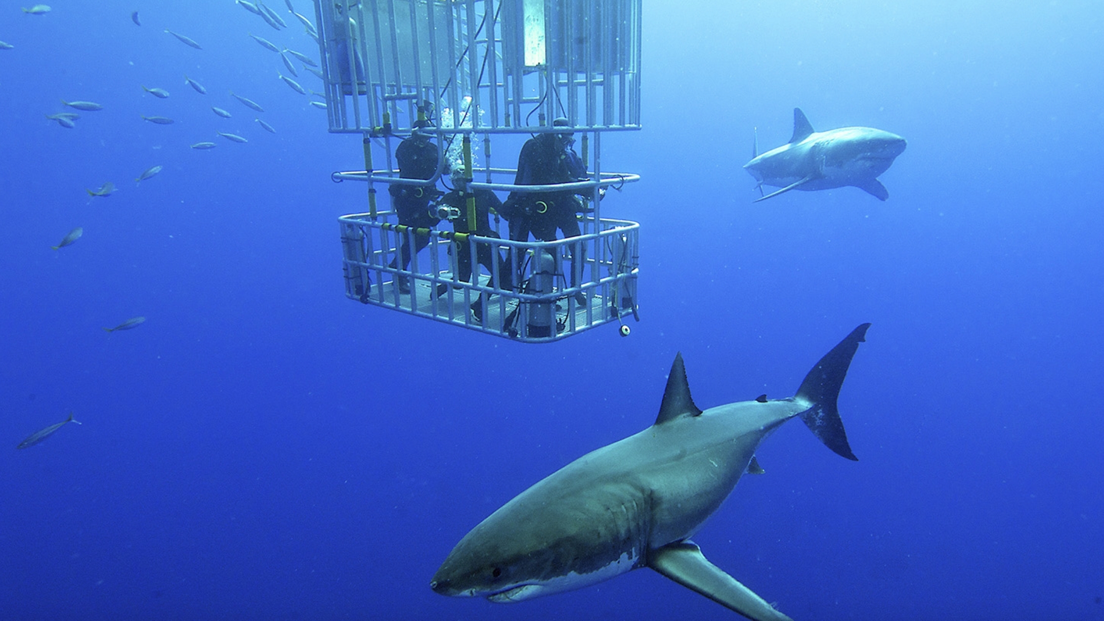 Dentally challenged great white shark greets divers